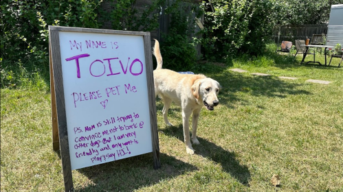 A friendly dog named Toivo stands next to a sign inviting people to pet him in a grassy yard.
