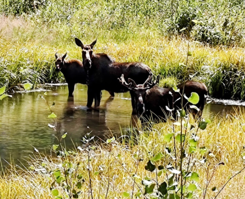 Three moose standing in a shallow pond surrounded by tall grass and greenery.