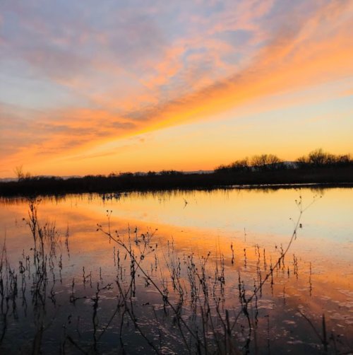 A serene sunset over a calm water body, with silhouettes of plants and trees against a colorful sky.