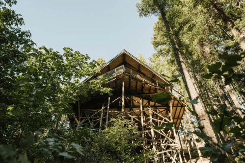 A modern treehouse perched on stilts, surrounded by tall trees and lush greenery under a clear blue sky.