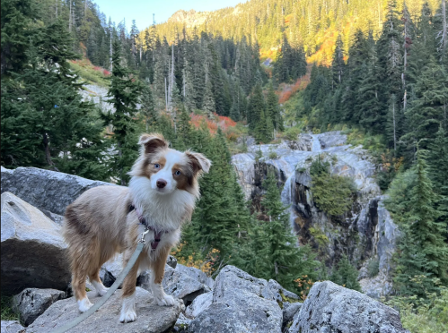 A small dog stands on rocks in a forested area, with a waterfall and mountains in the background.