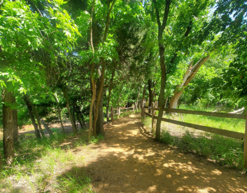A sunlit dirt path winds through a lush green forest, lined with trees and a wooden fence.