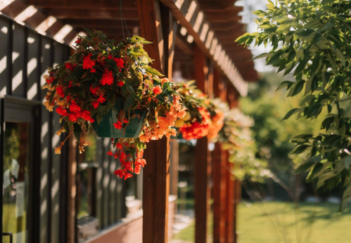 Hanging flower baskets with vibrant red and orange blooms, set against a wooden pergola and green foliage.