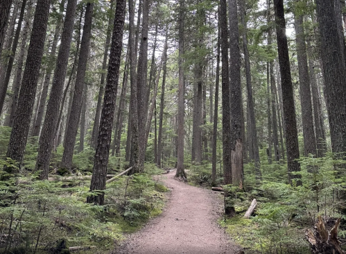 A winding dirt path through a dense forest of tall trees and lush greenery.