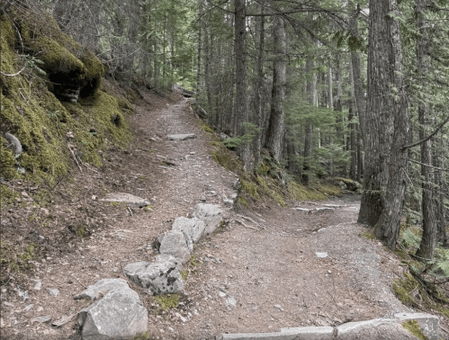 A forest trail splits into two paths, surrounded by trees and moss-covered rocks.