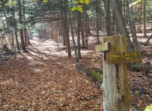 A wooden sign marks the Cedar Field Trail in a forest with fallen leaves and tall trees casting shadows.