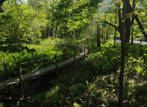 A wooden path winds through a lush green forest, surrounded by ferns and sunlight filtering through the trees.