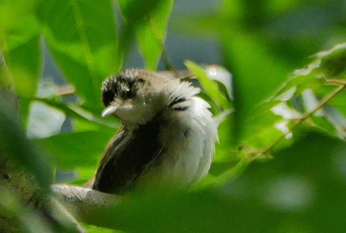 A small bird perched among green leaves, partially obscured, with soft feathers and a curious expression.