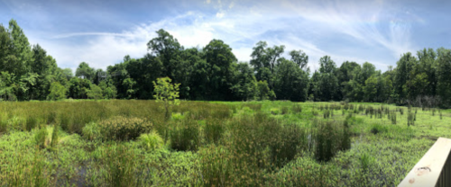 A panoramic view of a lush wetland with green vegetation and trees under a blue sky with wispy clouds.