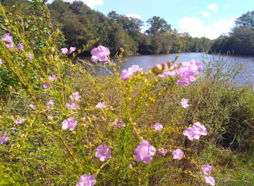 A serene river scene with pink flowers in the foreground and lush greenery under a blue sky with fluffy clouds.