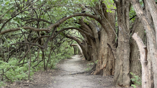 A winding path through a forest with arching trees and lush greenery on either side.