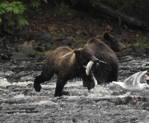 Two bears wade through a river, one carrying a fish in its mouth while the other walks nearby.