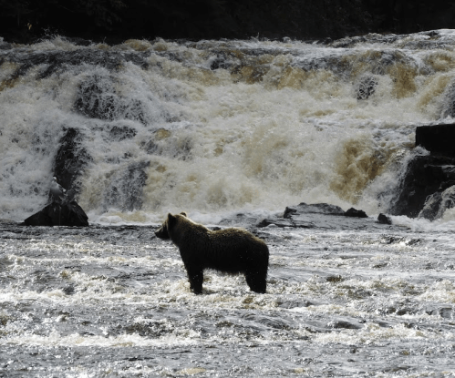 A bear stands in a river, silhouetted against a backdrop of rushing water and rocky banks.