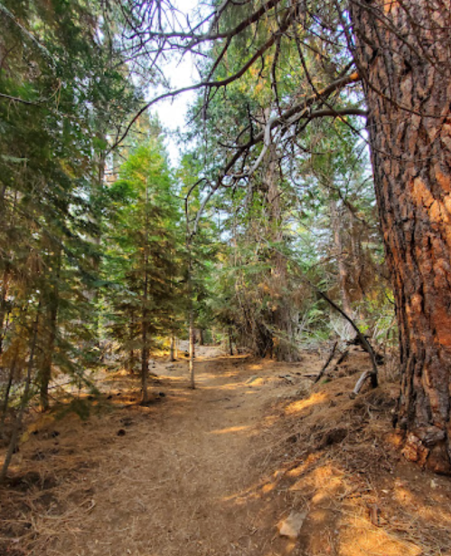 A winding dirt path through a dense forest with tall trees and dappled sunlight filtering through the leaves.