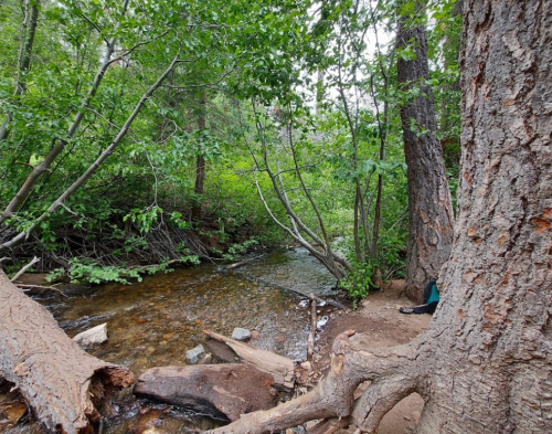 A serene forest scene featuring a clear stream surrounded by lush greenery and a large tree trunk in the foreground.