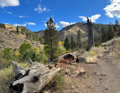 A scenic mountain landscape with a dirt path, fallen logs, and trees under a blue sky with scattered clouds.