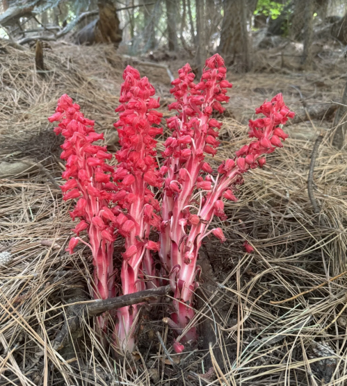 Bright red plant with elongated, tubular flowers emerging from the ground, surrounded by pine needles in a forest setting.