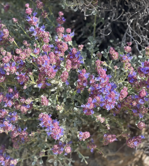 A vibrant cluster of pink and purple flowers surrounded by green foliage.