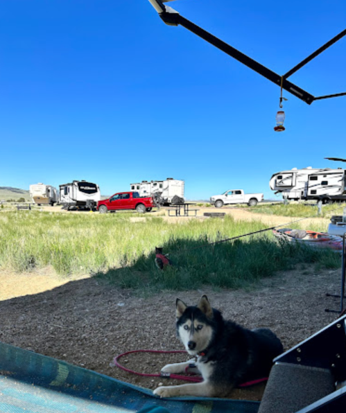 A husky dog rests on the ground in a campsite with RVs and a clear blue sky in the background.
