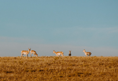 A group of five deer grazing on a grassy hill under a clear blue sky.
