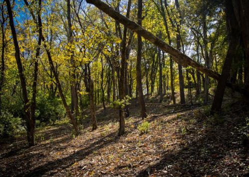 A sunlit forest with tall trees and scattered leaves on the ground, creating a serene, natural atmosphere.