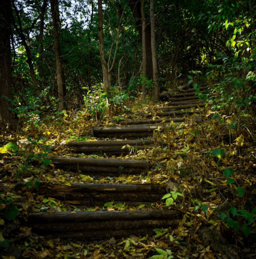 A winding wooden staircase surrounded by trees and fallen leaves in a lush forest.