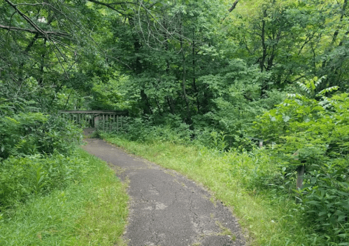 A winding path through lush greenery, leading to a wooden bridge in a serene forest setting.