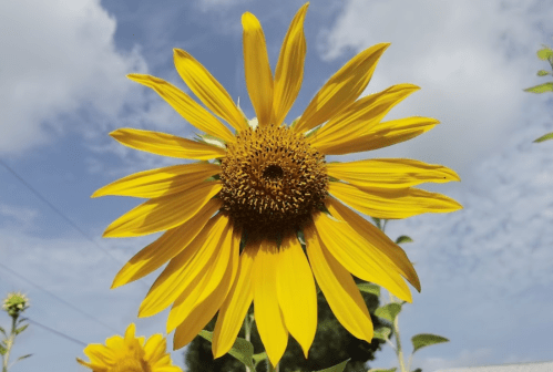A vibrant sunflower with bright yellow petals and a textured brown center against a blue sky with clouds.