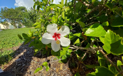 A white hibiscus flower with a red center blooms among green leaves in a garden setting.