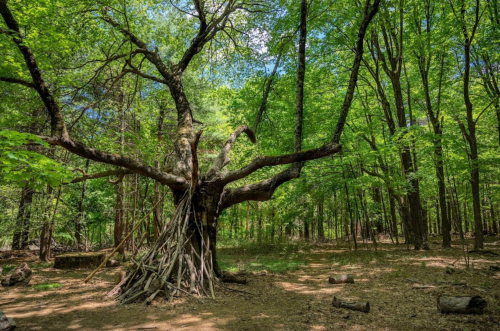 A large, gnarled tree with sprawling branches stands in a lush green forest, surrounded by sunlight and fallen logs.