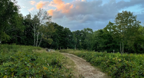 A winding dirt path through lush greenery, with trees and a cloudy sky in the background.