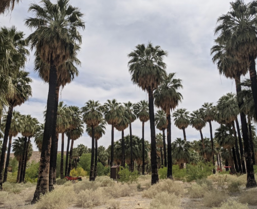 A grove of tall palm trees under a cloudy sky, surrounded by sparse desert vegetation.