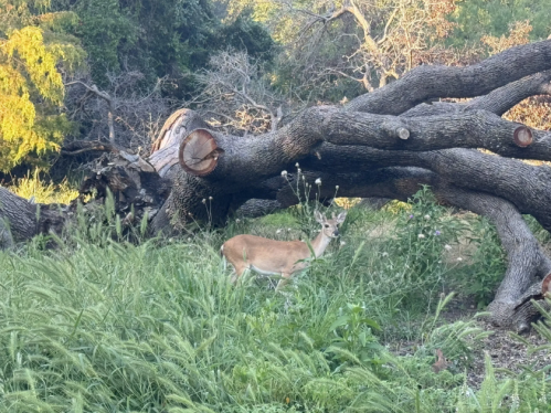 A deer stands in tall grass near a fallen tree in a wooded area.