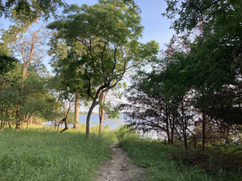 A serene path through lush greenery leads to a calm body of water, framed by trees under a clear blue sky.