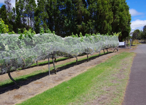 A row of grapevines covered with protective netting alongside a pathway, surrounded by trees and blue sky.
