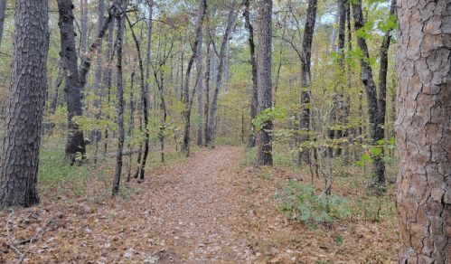 A serene forest path surrounded by tall trees and autumn foliage, with fallen leaves covering the ground.