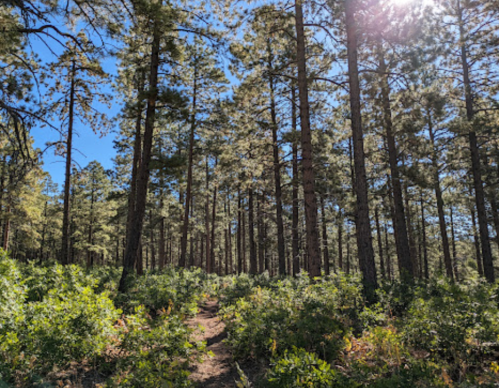 A sunlit forest path surrounded by tall pine trees and lush greenery under a clear blue sky.