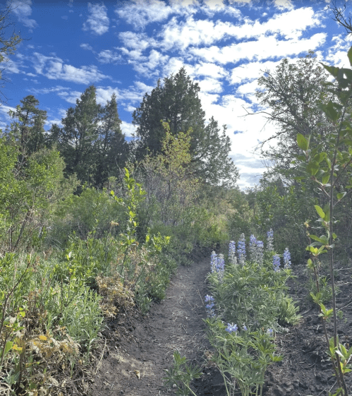 A narrow dirt path winds through lush greenery and blooming purple flowers under a partly cloudy sky.