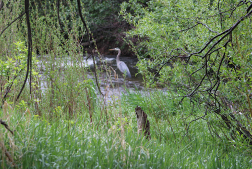 A heron stands in a stream surrounded by lush greenery and trees.