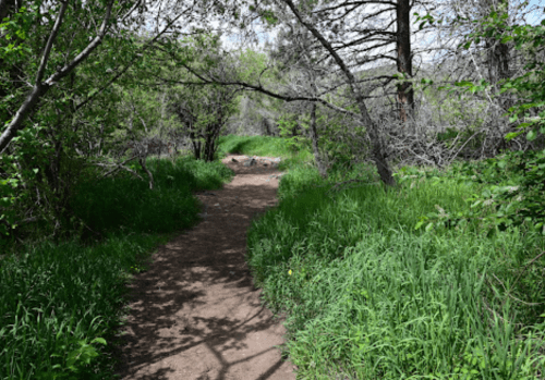 A dirt path winds through a lush green forest, surrounded by trees and tall grass under a bright sky.