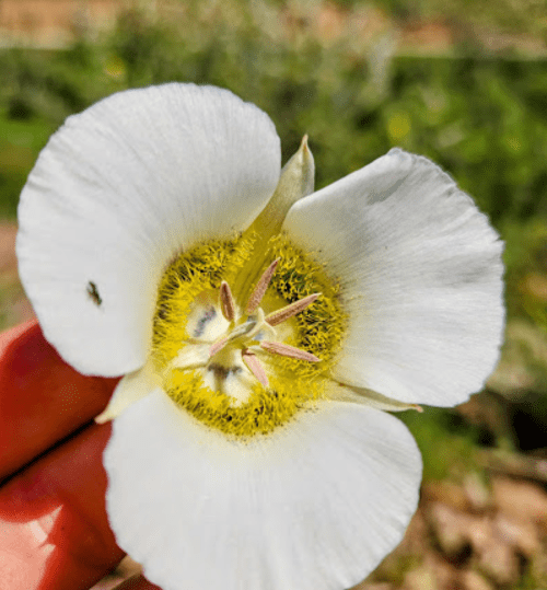 A close-up of a white flower with a yellow center, held between fingers against a blurred green background.