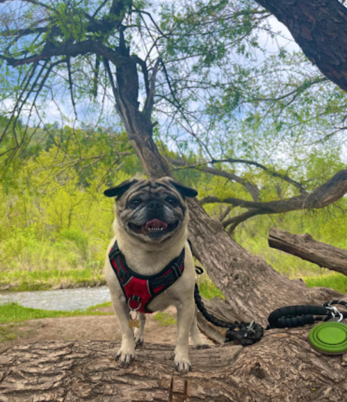 A happy pug in a red harness stands on a tree trunk by a river, surrounded by lush green foliage.