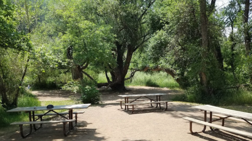 A serene outdoor area with picnic tables surrounded by lush greenery and trees.