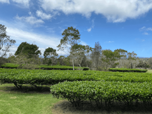 Lush green tea fields under a blue sky with scattered clouds and trees in the background.