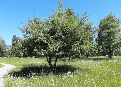A sunny park scene featuring a path winding through lush green grass and trees, with wildflowers scattered throughout.