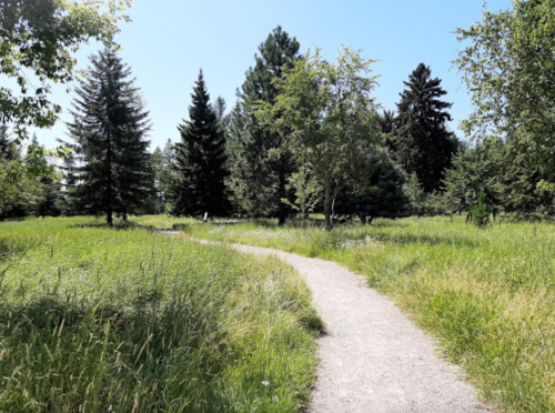 A winding path through a lush green field surrounded by tall trees under a clear blue sky.