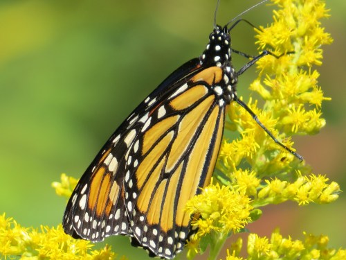 A close-up of a Monarch butterfly perched on bright yellow flowers, showcasing its vibrant orange and black wings.