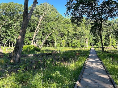 A wooden boardwalk winds through a lush green forest with tall trees and vibrant undergrowth on a sunny day.