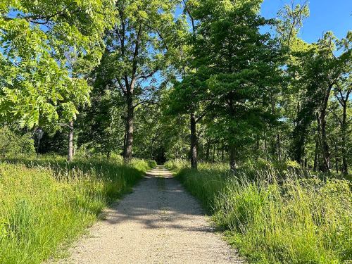 A serene dirt path surrounded by tall grass and lush green trees under a clear blue sky.