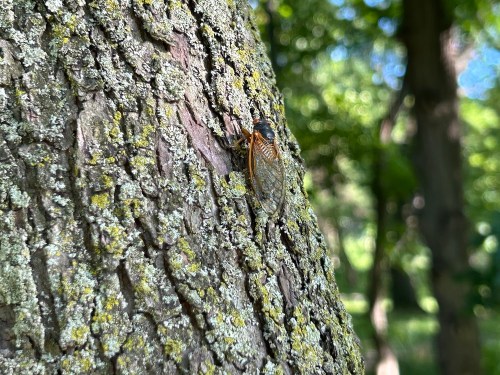 A close-up of a cicada resting on a textured tree trunk covered in green moss and lichen.
